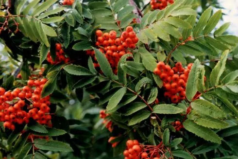 Rozetka проводить акцію по озелененню Києва