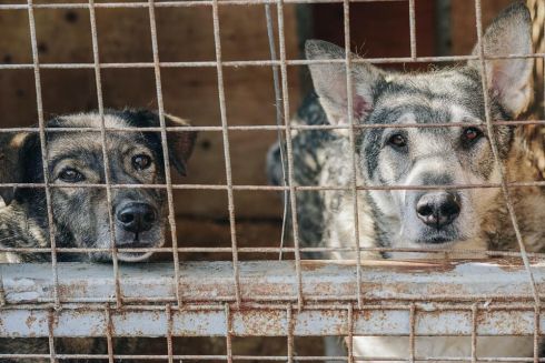 Благодійна організація збирає кошти на допомогу найбільшому притулку у Харкові