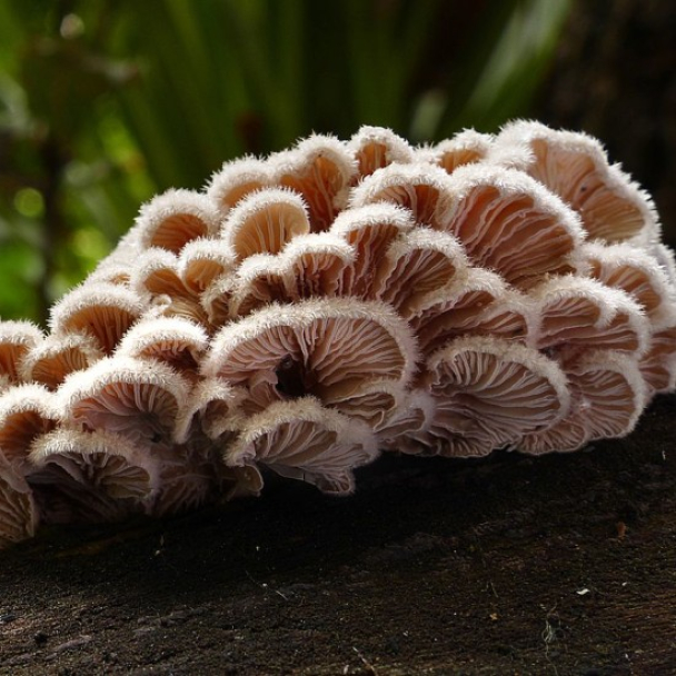 Вчені створили перший у світі "живий" біопластик із грибів