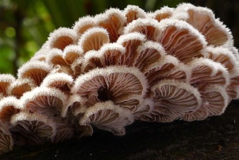 Вчені створили перший у світі "живий" біопластик із грибів