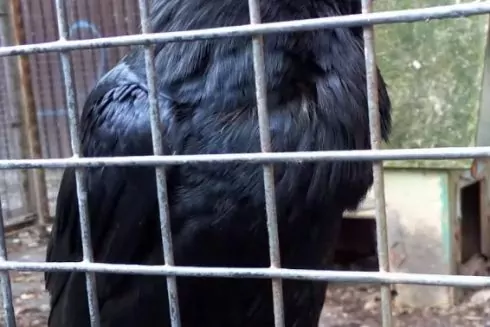 Со дворика на Рейтарской исчез легендарный ворон Крум