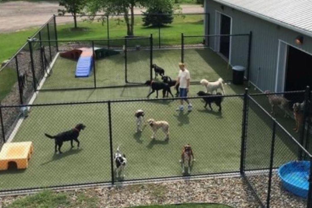 Волонтеры собирают деньги на строительство приюта для животных в Киевской области