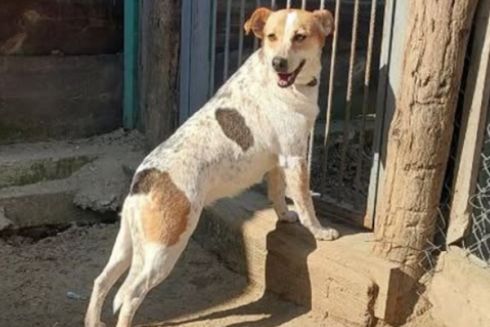 "Сіріус" звинуватили у жорстокому поводженні з тваринами: у притулку це заперечують