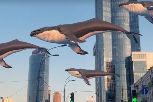 Видео дня: Киты пролетают над Киевом