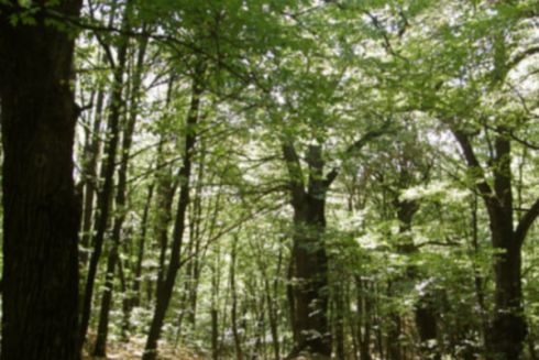 На Київщині створили три нові ботанічні пам’ятки природи: де саме