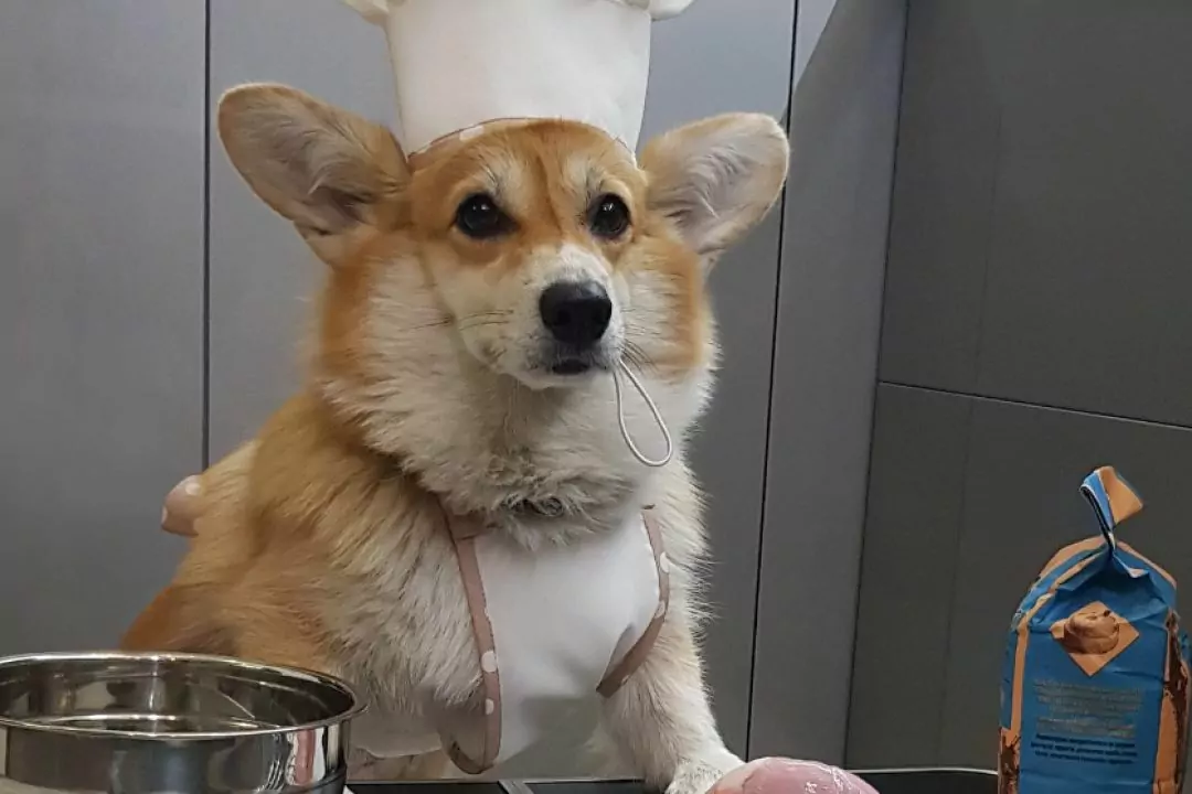 Біля сирецького парку відкриється зоокафе Woof-Woof
