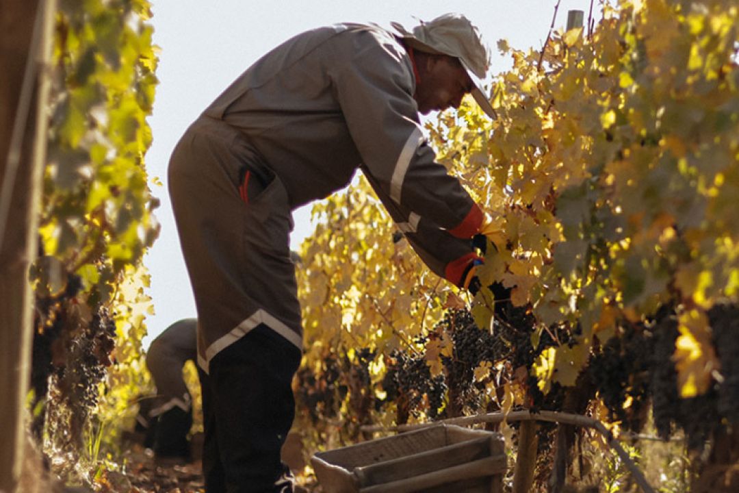 Найкращі вина світу 2024 року: Wine Spectator опублікував щорічний рейтинг