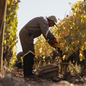 Найкращі вина світу 2024 року: Wine Spectator опублікував щорічний рейтинг