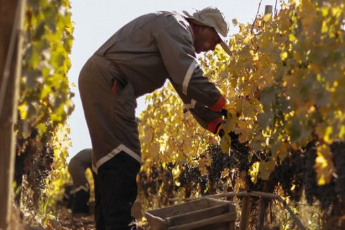 Найкращі вина світу 2024 року: Wine Spectator опублікував щорічний рейтинг