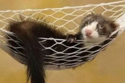 Єдиний державний реєстр домашніх тварин із даними про котів, собак та тхорів з'явиться в Україні