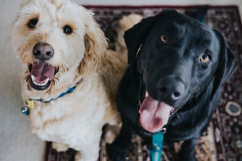 У Києві приймуть нові правила утримання домашніх улюбленців: як долучитися до їх створення