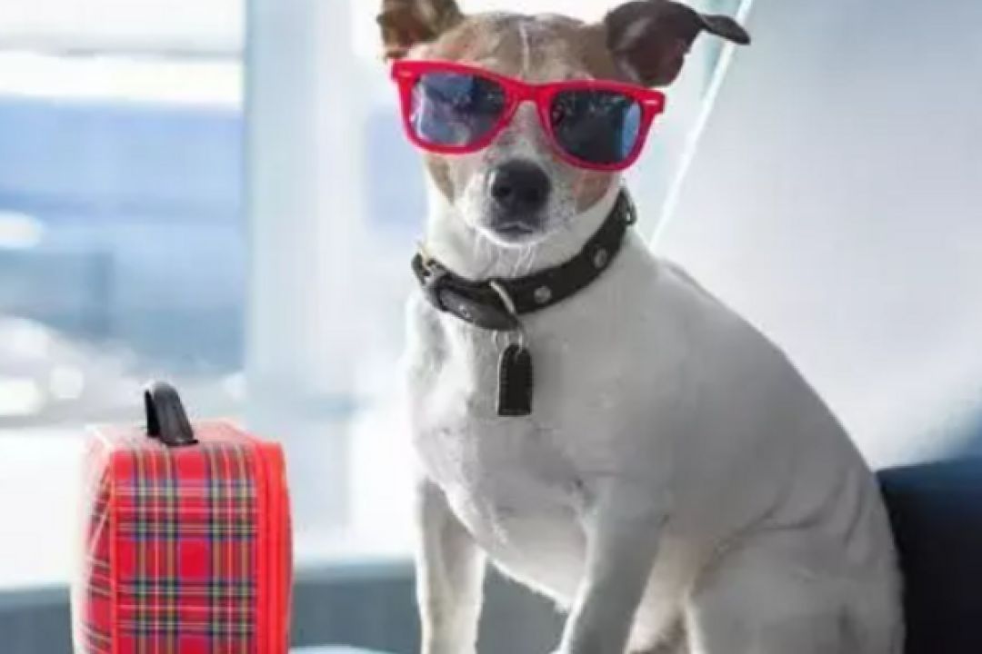 В Україні змінять правила перевезення домашніх тварин