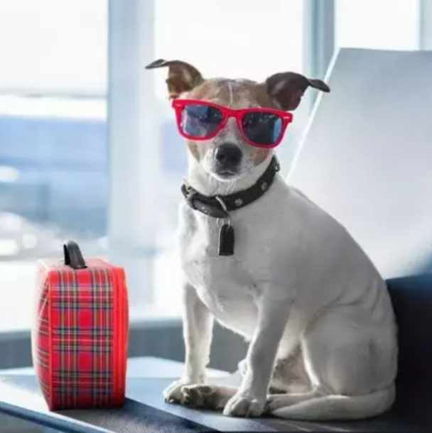 В Україні змінять правила перевезення домашніх тварин