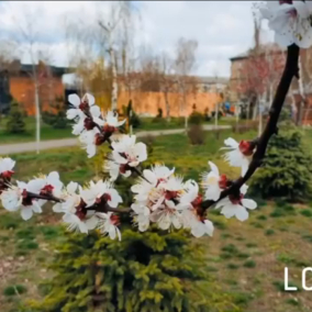Київські комунальники запустили відеоекскурсії парками