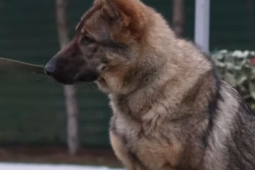 У Межигір'ї тренують собак для допомоги ЗСУ та цивільних