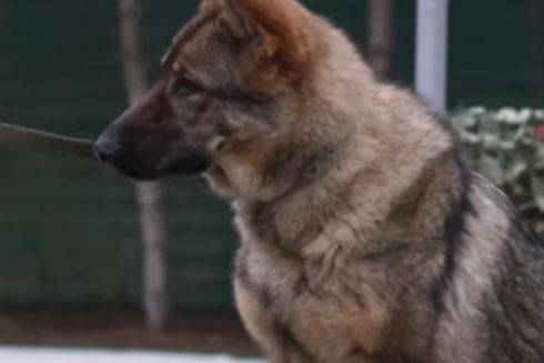 У Межигір'ї тренують собак для допомоги ЗСУ та цивільних