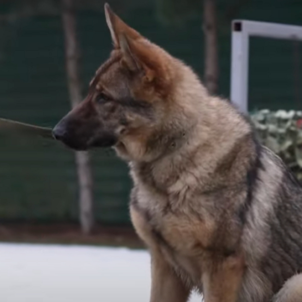 У Межигір'ї тренують собак для допомоги ЗСУ та цивільних