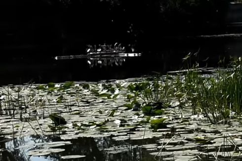 Озеро "Підбірне" на Осокорках забруднили побутовими відходами