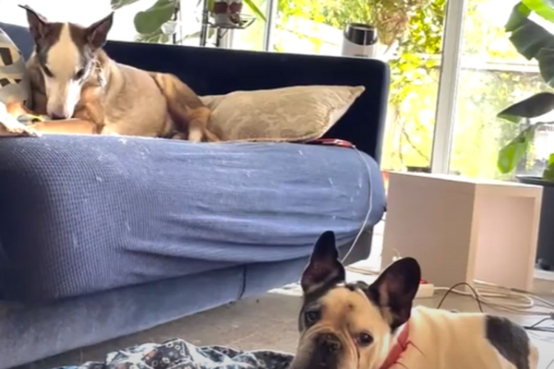 Як працює "собачий готель" у Празі, який відкрила українка