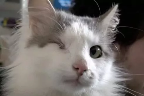 Студенти КПІ організували притулок для тварин, які загубилися під час окупації Київщини