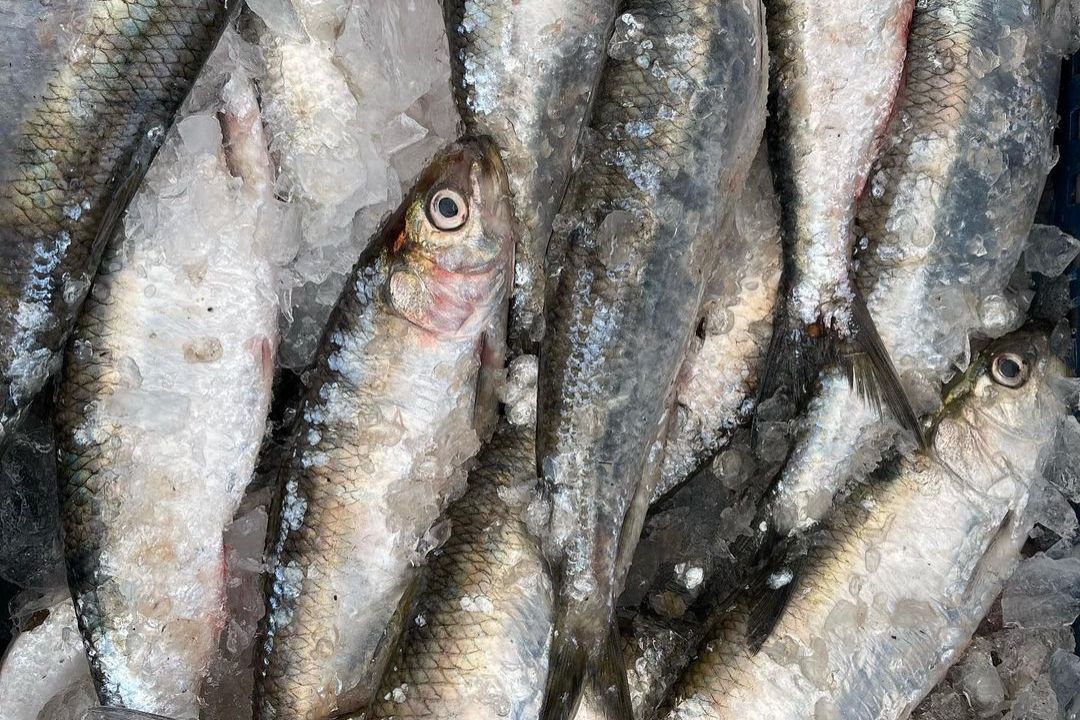 Сезон дунайки: Кілька рецептів від бессарабського шефа Андрія Величка