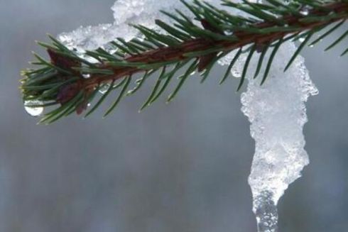 Цьогорічна зима стала однією з найтепліших у Києві за останні майже 150 років