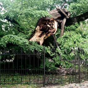 Ураган в Киеве сломал 400-летнюю липу Петра Могилы - как арбористы планируют ее спасти