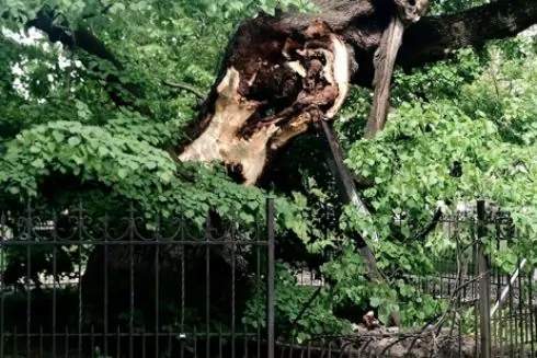 Ураган в Києві зламав 400-річну липу Петра Могили &mdash; як арбористи планують її врятувати