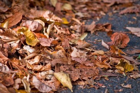 У Києві планують побудувати комплекс із переробки та утилізації рослинних відходів