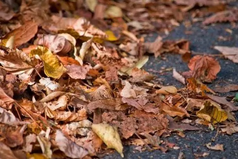 В Киеве планируют построить комплекс по переработке и утилизации растительных отходов