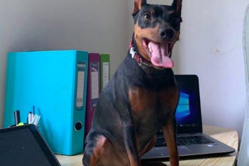 #возьмисобакунаработу: как прошел флешмоб в Украине