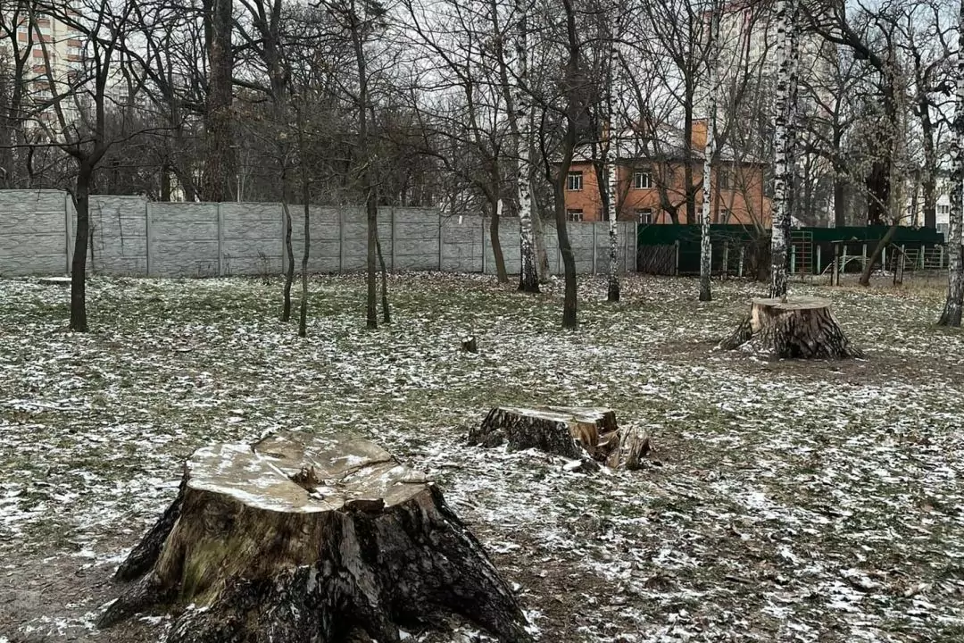 В Святошинском районе срезали самые старые сосны в Киеве (обновлено)