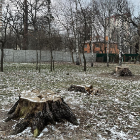 В Святошинском районе срезали самые старые сосны в Киеве (обновлено)