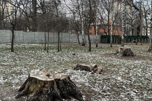 Біля метро «Житомирська» зрізали найстаріші сосни у Києві – краєзнавець (оновлено)