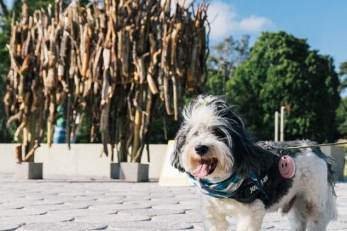У Гельсінкі облаштували перший у світі туристичний маршрут для собак