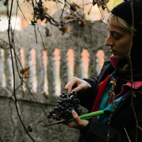 «Деокупаж»: Как киевляне создают вино, чтобы помочь отстроить Изюм
