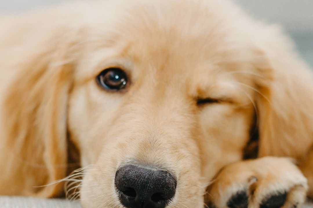 Собака-терапевт уперше працюватиме в дитячій лікарні Львова