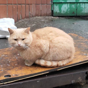 На Теремках разберут стихийный приют для животных: там живет 40 котов