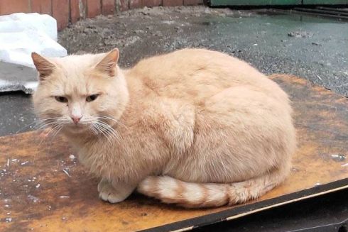 На Теремках разберут стихийный приют для животных: там живет 40 котов