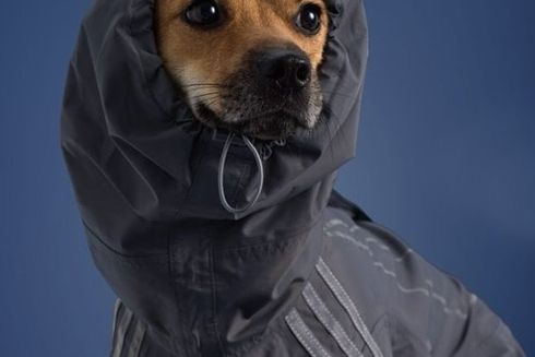 Adidas випустив осінню колекцію одягу для тварин