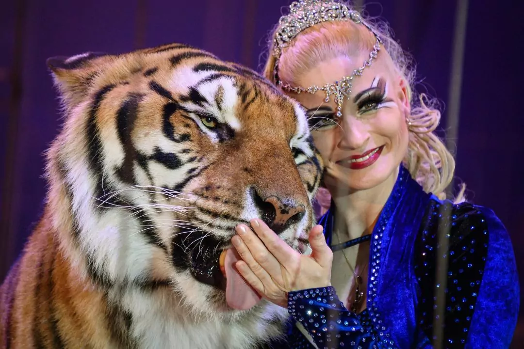 У Німеччині поліція застрелила тигра, який напав на людину й утік із вольєра