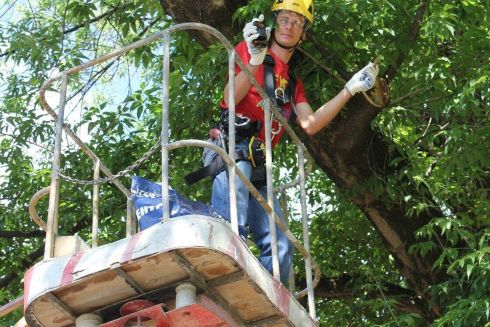 В Киеве разработали новые правила кронирования деревьев. Что предусматривается и почему это важно