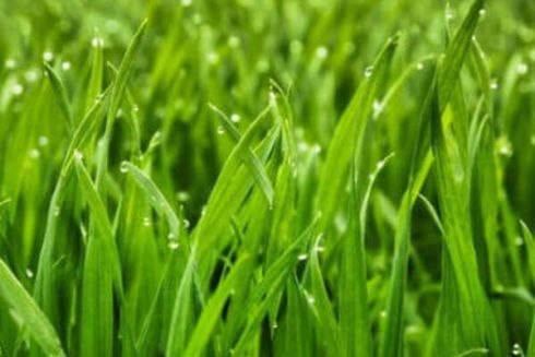 Навіщо комунальники поливають газони та кущі під час дощу: у "Київзеленбуд" дали відповідь