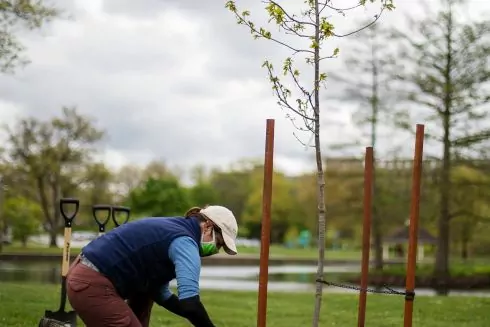 В Киеве бесплатно раздают саженцы деревьев: как их можно получить