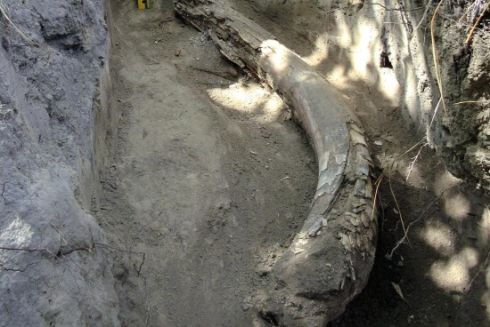 На Полтавщині знайшли бивень мамонта