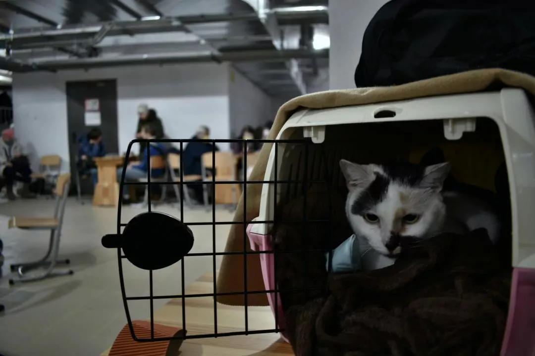 Будівництво укриттів відтепер обов&rsquo;язкове для всіх новобудов &mdash; президент підписав закон