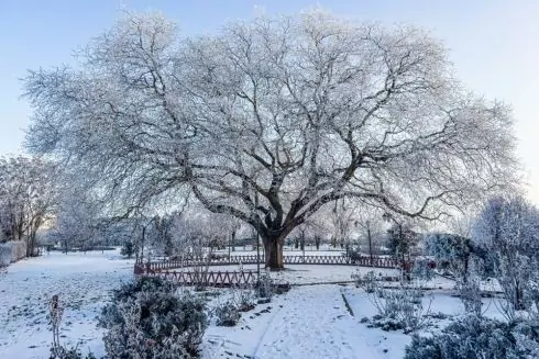Софора з Одещини змагається за звання &laquo;Європейського дерева року&raquo;