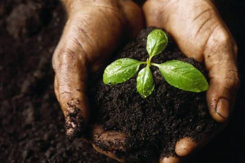 В Украине появилась первая площадка для компостирования: как она работает и зачем нужна