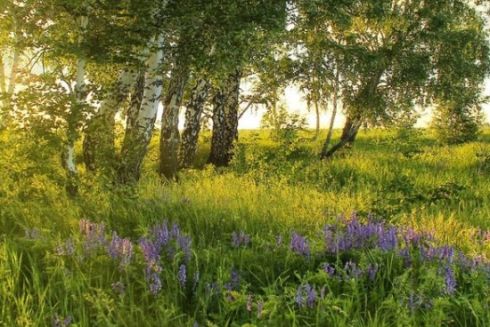 Суд повернув громаді Києва заказник «Троєщинські луки», та активісти заявляють, що це не кінець