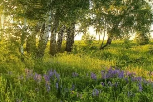 Суд повернув громаді Києва заказник &laquo;Троєщинські луки&raquo;, та активісти заявляють, що це не кінець